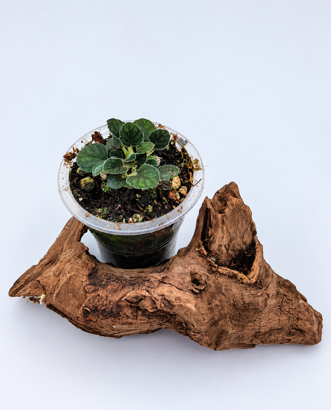 Sinningia ‘Wood Nymph’