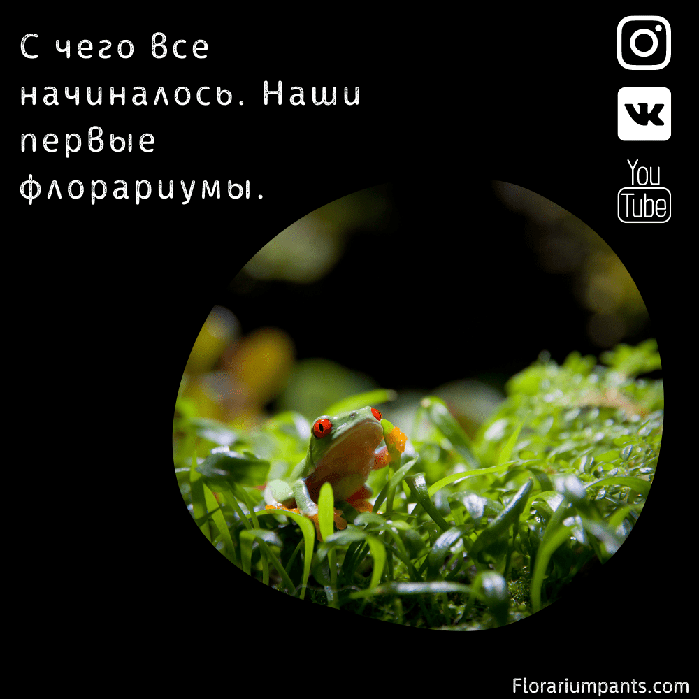 С чего все начиналось. Наши первые флорариумы.