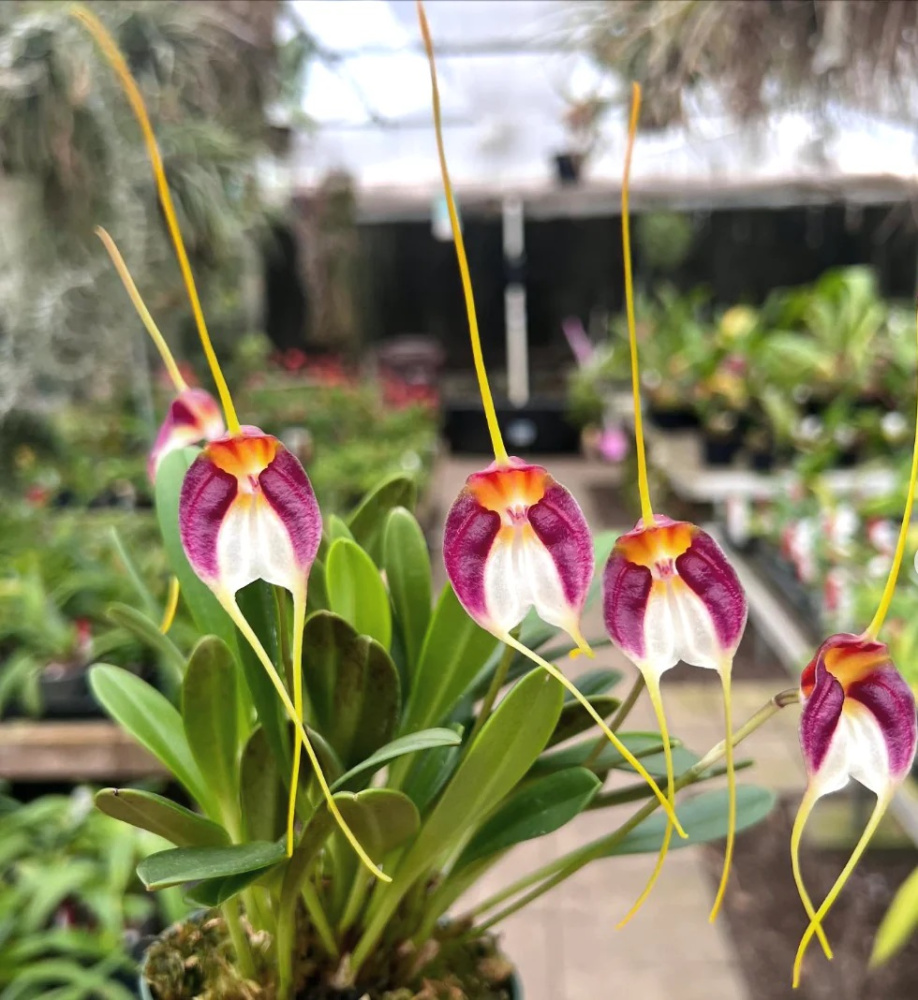 Masdevallia schroederiana