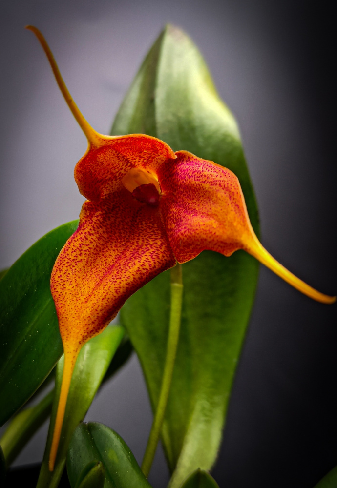 Masdevallia decumana hybrid S