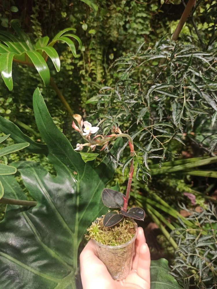 Ludisia Discolor Var Nigrescens