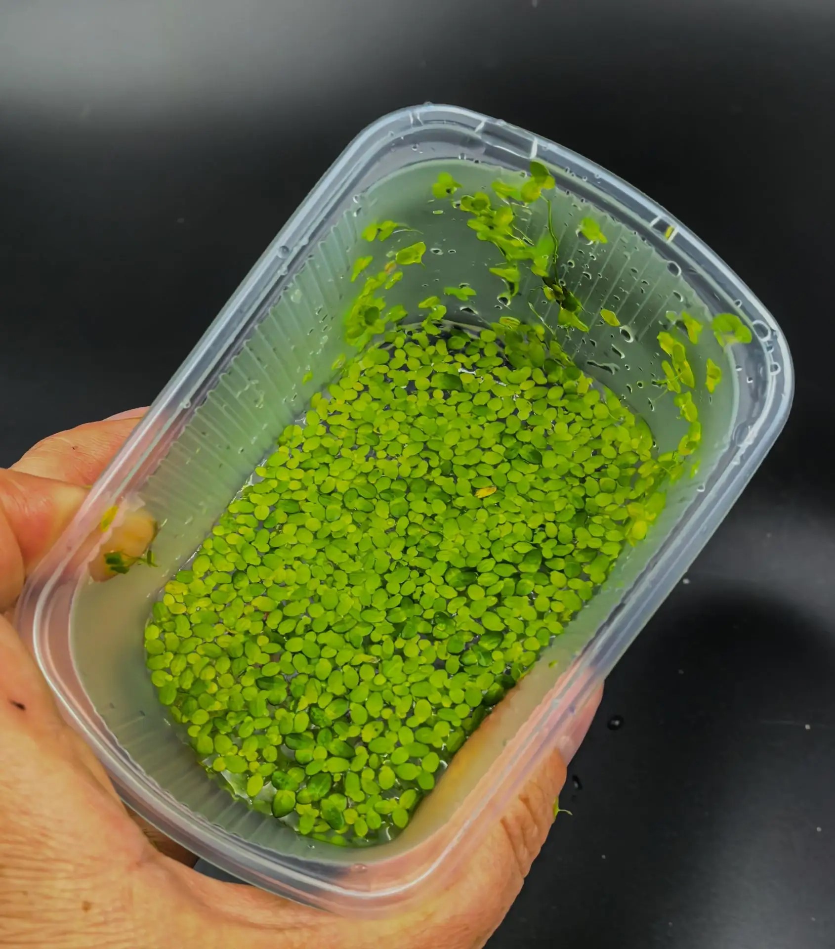 Lemna (ряска)