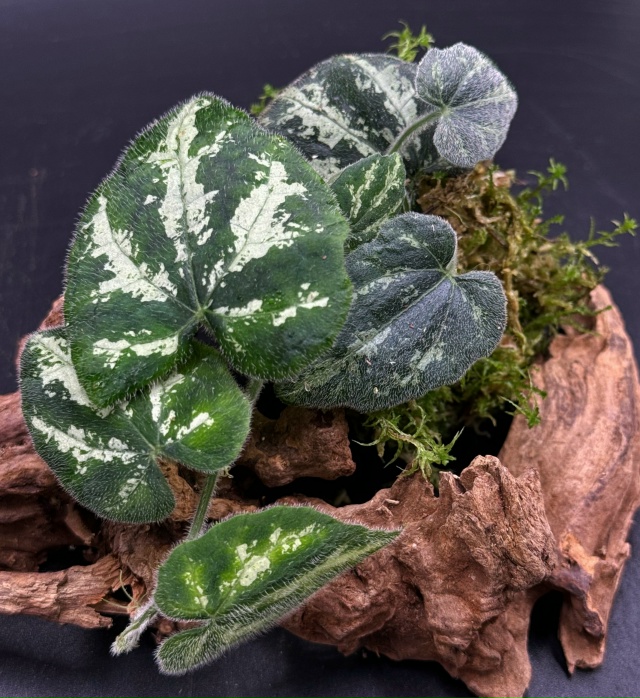 Cucurbita sp