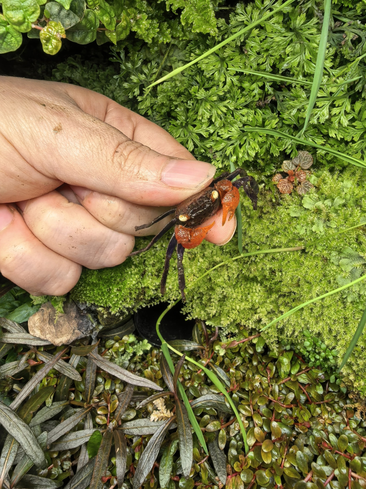 Краб дьявол (Geosesarma sp. devil)