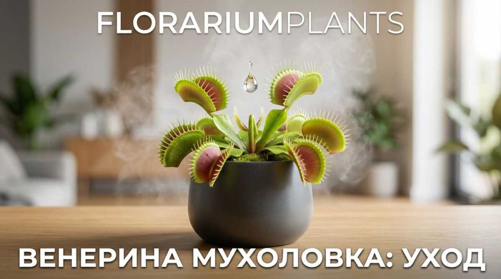 Венерина мухоловка: уход в домашних условиях