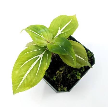 Sonerila sp. green and white