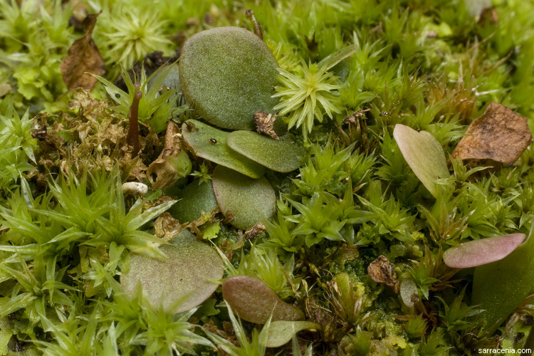 Utricularia tridentata д7