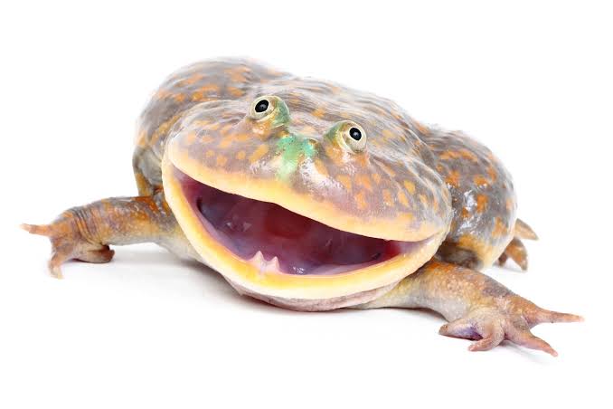 Lepidobatrachus laevis (лягушка баджита)