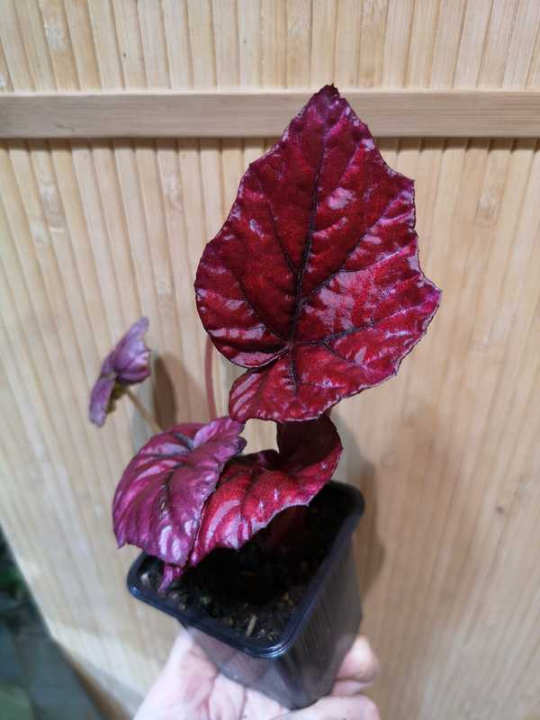 Begonia indian summer
