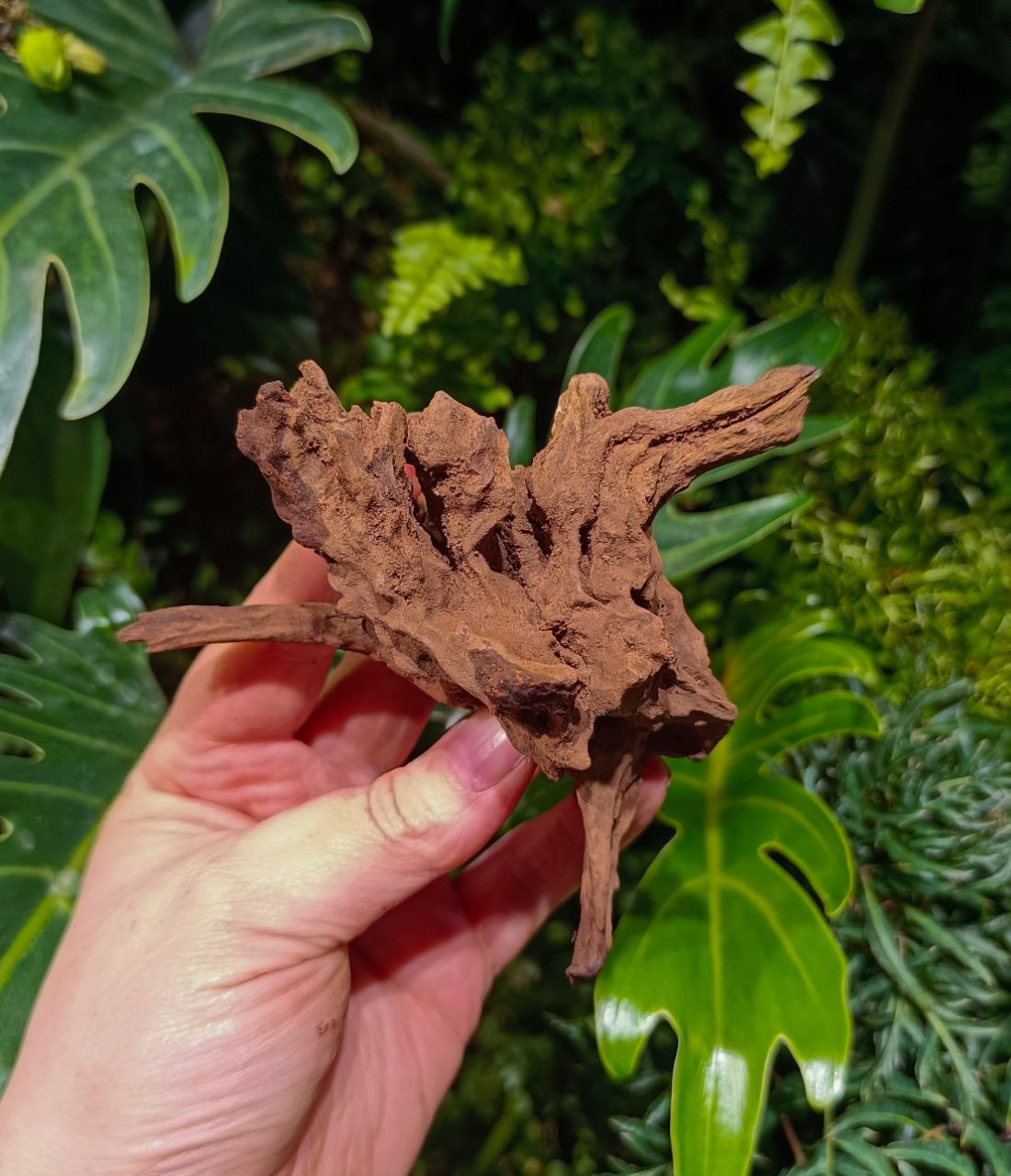 Коряга затонувшая Florariumplants, 10-15 см