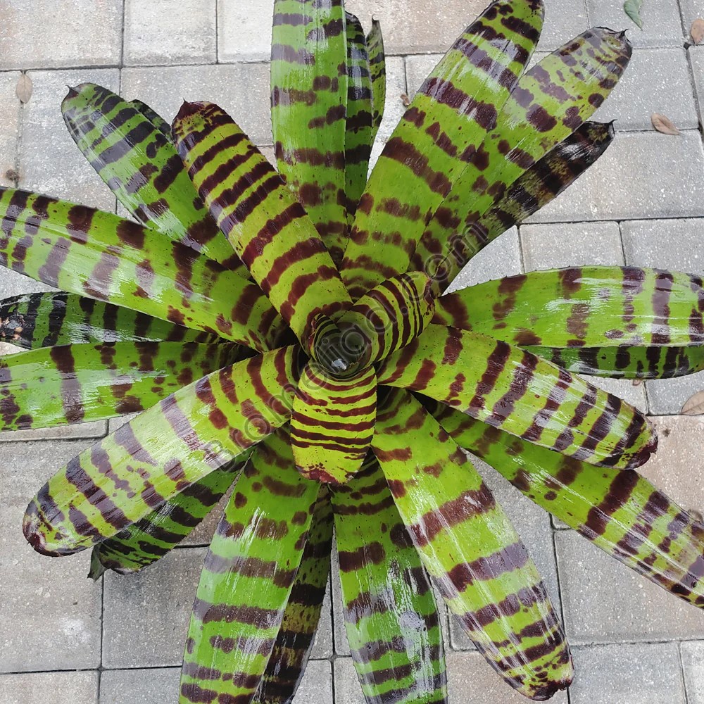 Neoregelia cat’s Pajamas