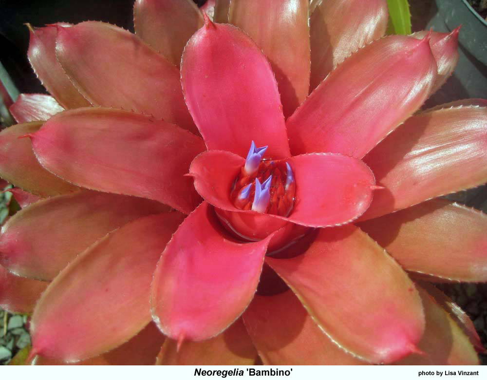 Neoregelia bambino