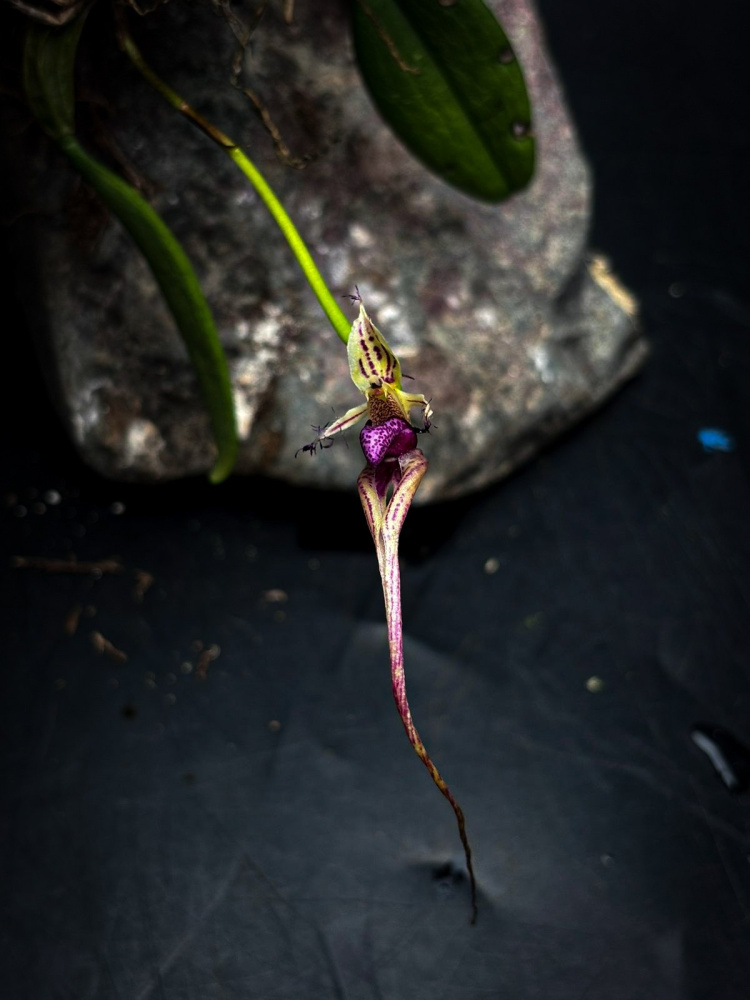 Bulbophyllum putidum M