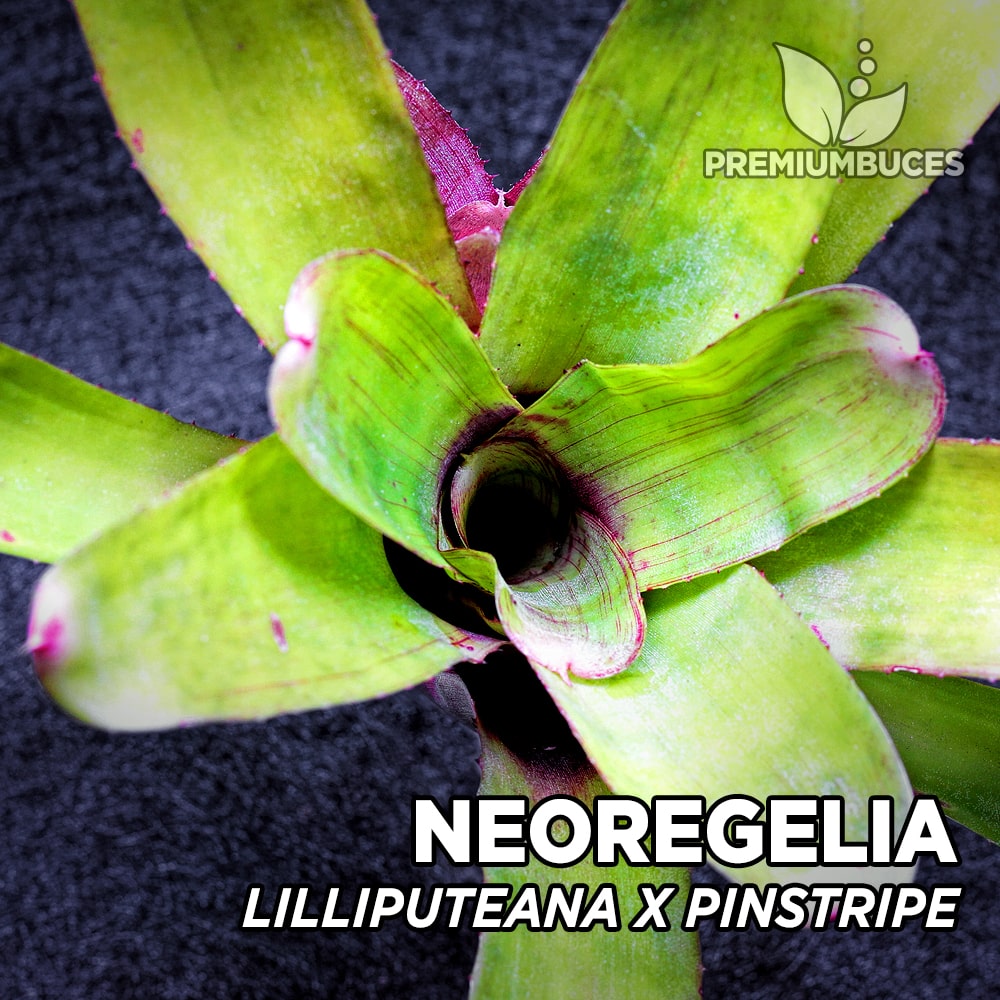 Neoregelia lilliputeana x pinstripe