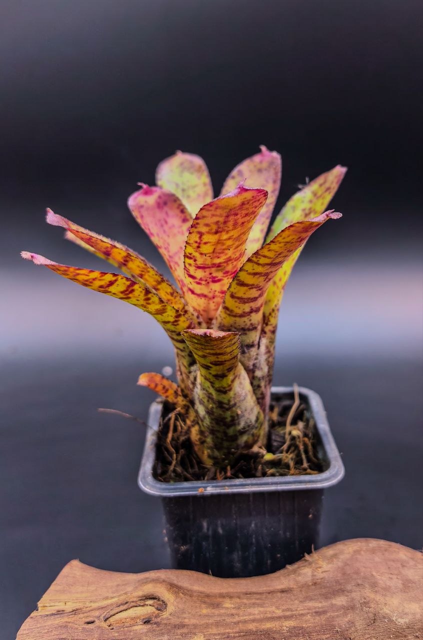 Neoregelia purple hybrid
