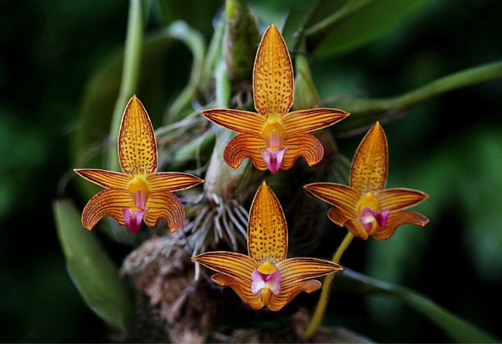 Bulbophyllum lobbii var. clapotense