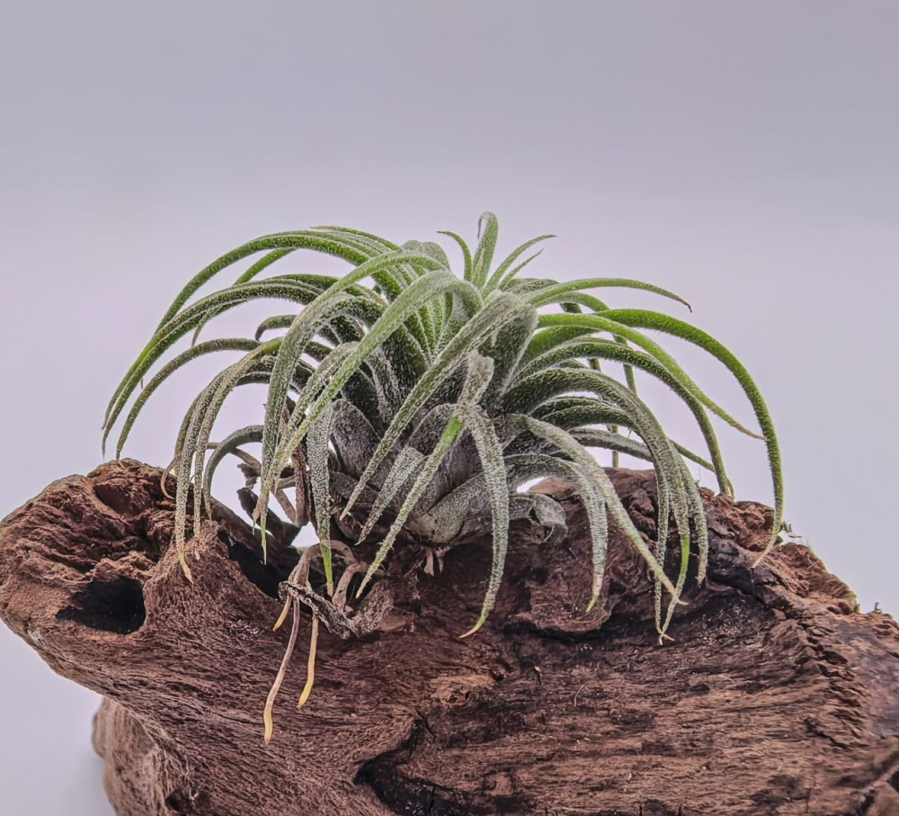 Tillandsia ionantha ionantha S