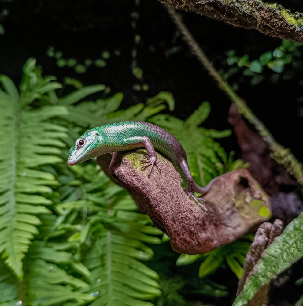 Lamprolepis smaragdina "blue" (смарагдовый сцинк)
