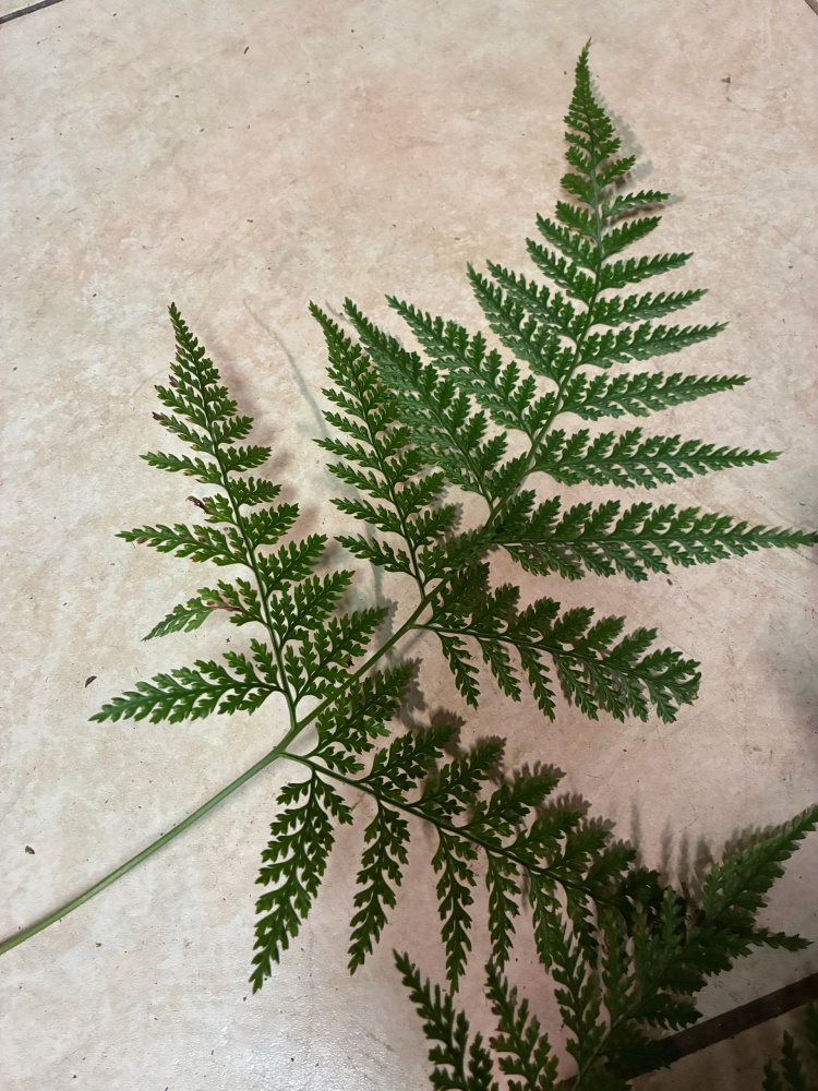 Davallia sp Ботсад