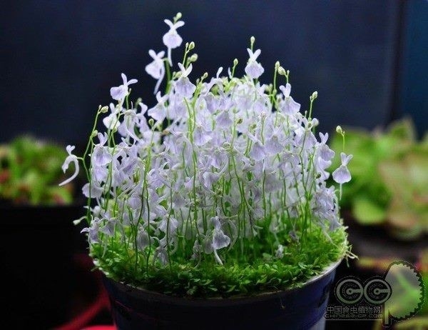 Utricularia sandersonii d7
