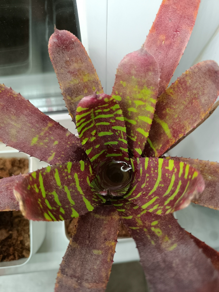 Neoregelia sunfire queen