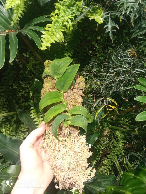 Rhaphidophora tenuis на тотеме
