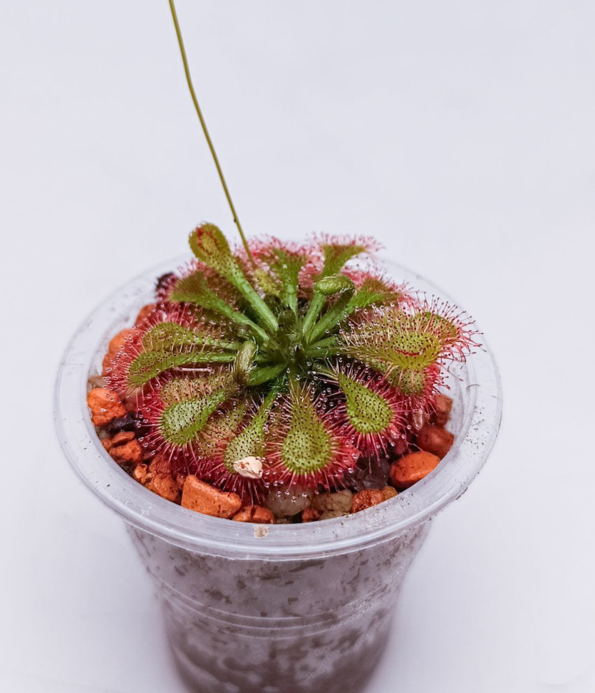 Drosera kaieteurensis d5