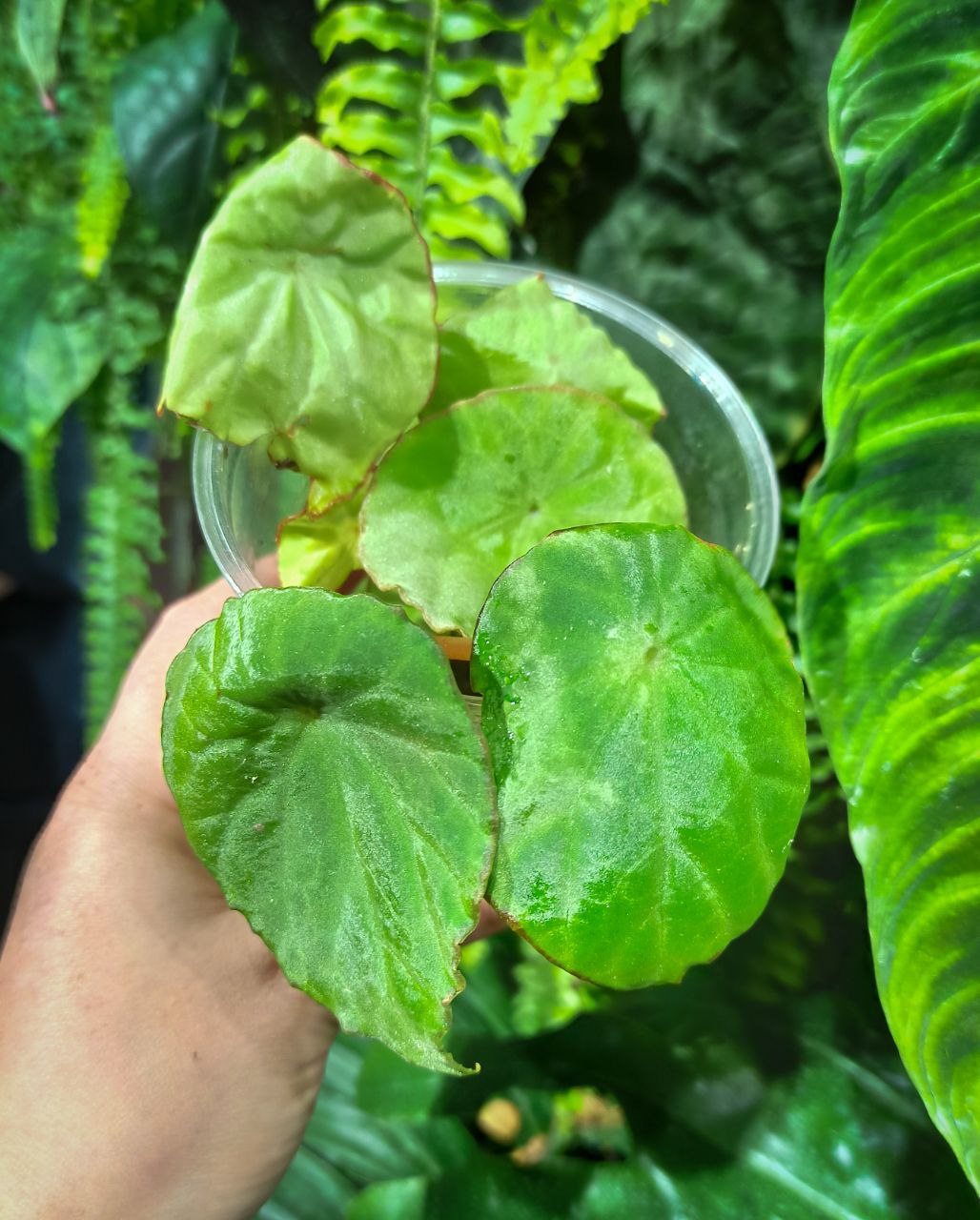 Begonia scapigera