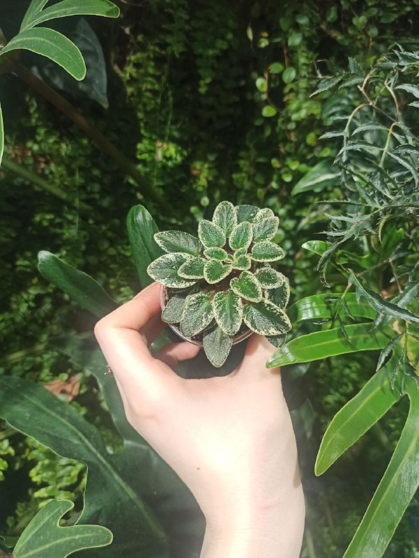 Saintpaulia 'ness tinny flame'