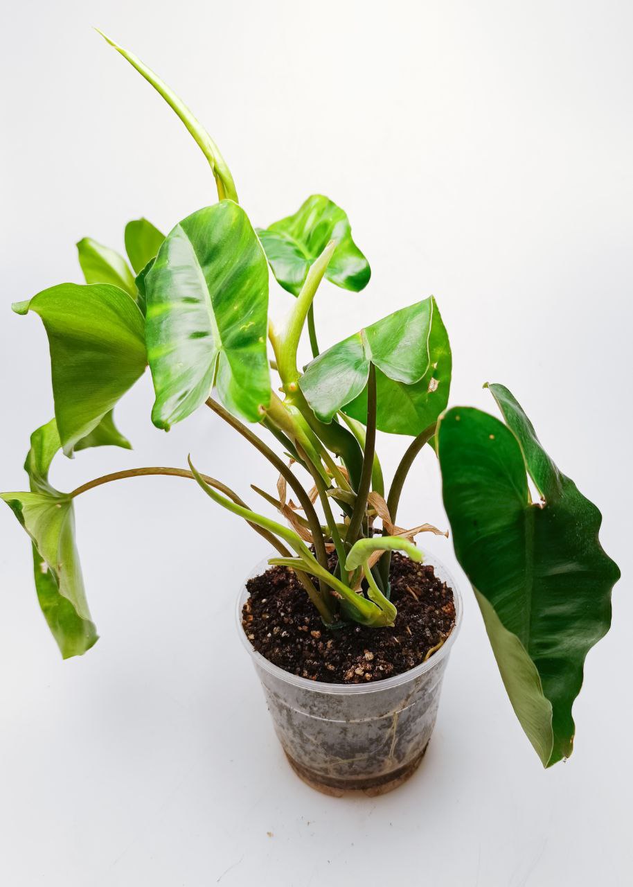 Philodendron burle marx M