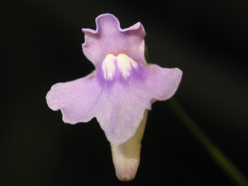 Utricularia tridentata д7