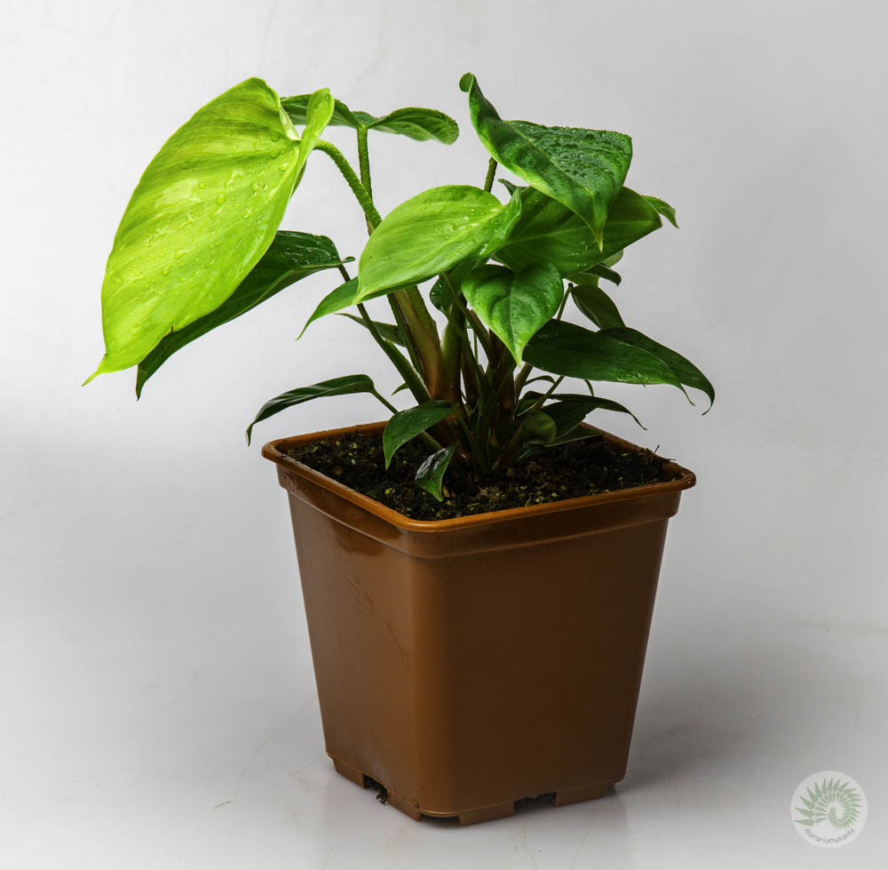 Philodendron fuzzy petiole