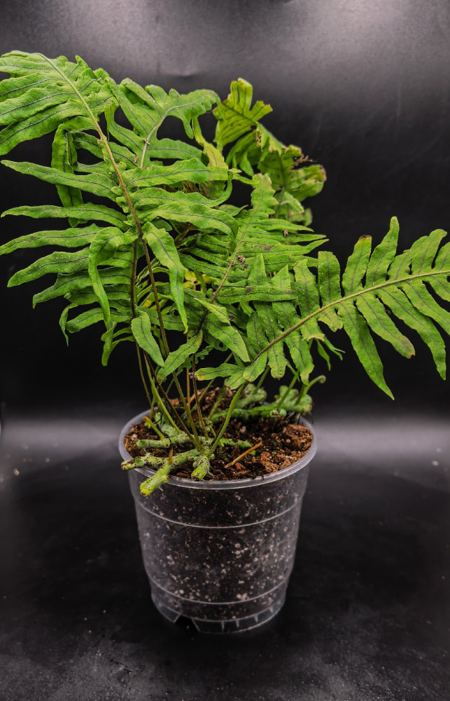 Polypodium formosanum L