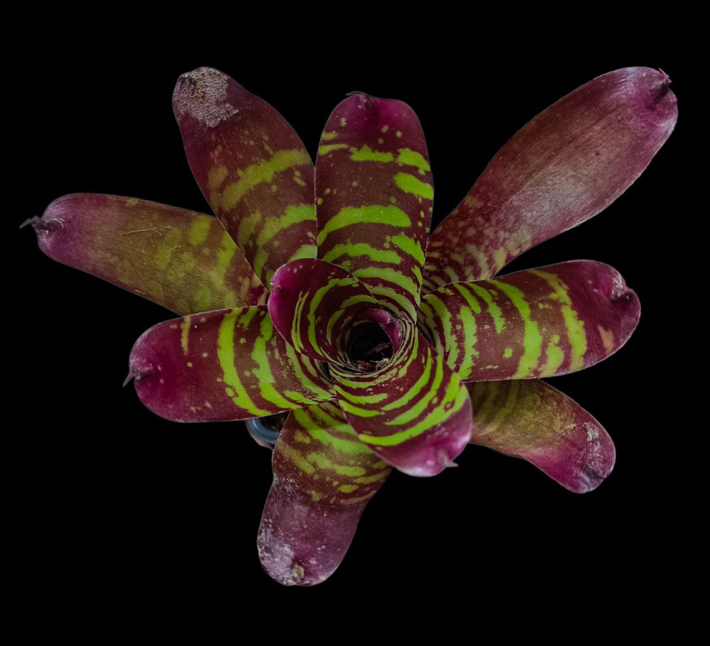 Neoregelia child phoenix