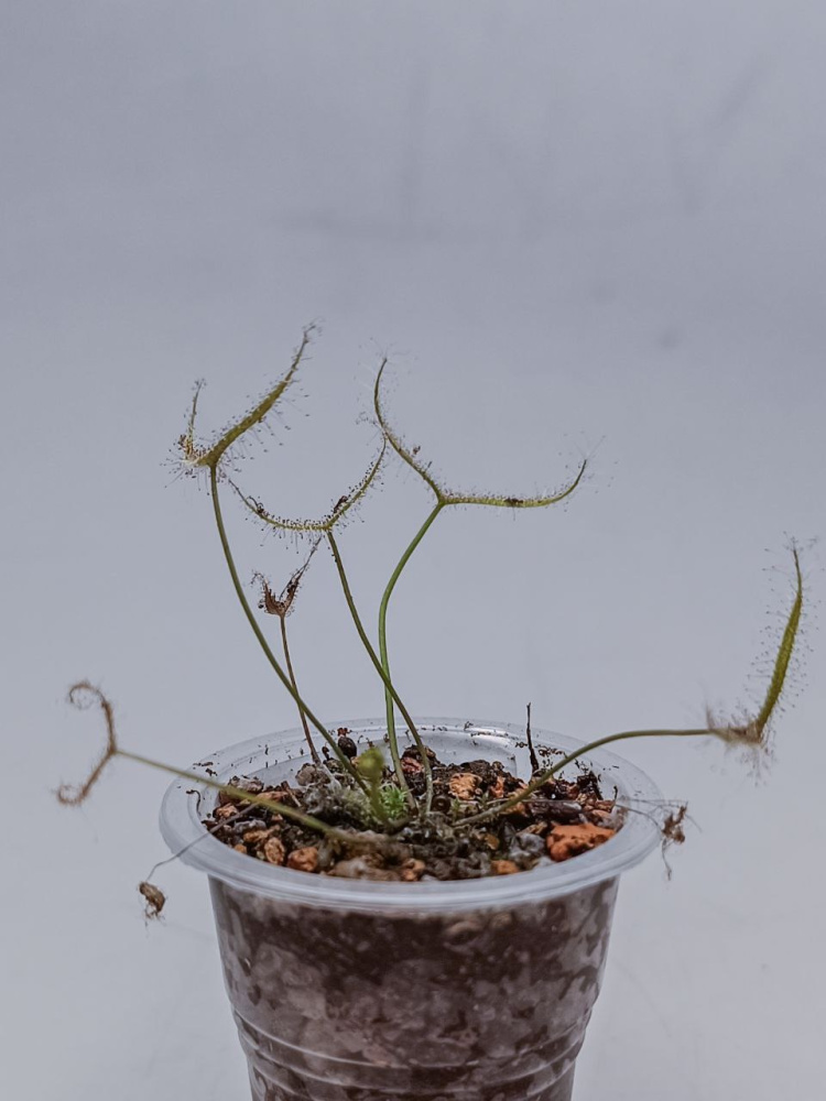 Drosera binata d5, детка