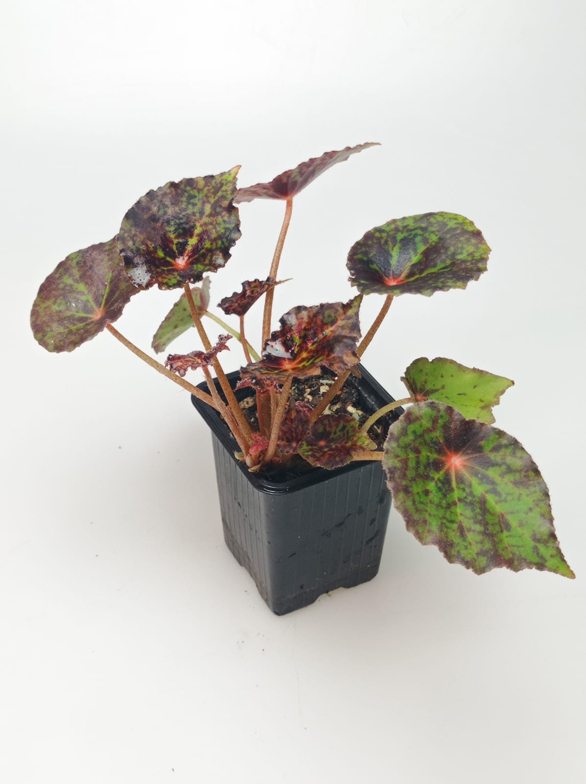 Begonia red planet