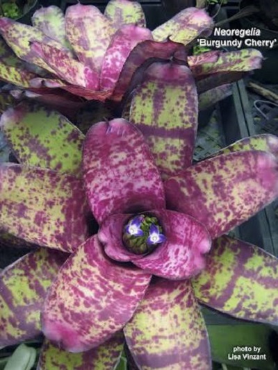 Neoregelia burgandy cherry