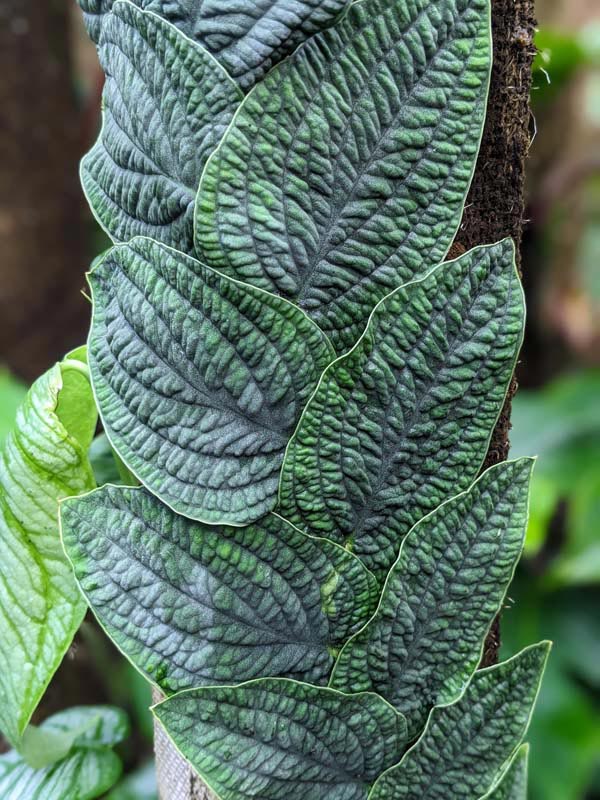Rhaphidophora tenuis silver на тотеме