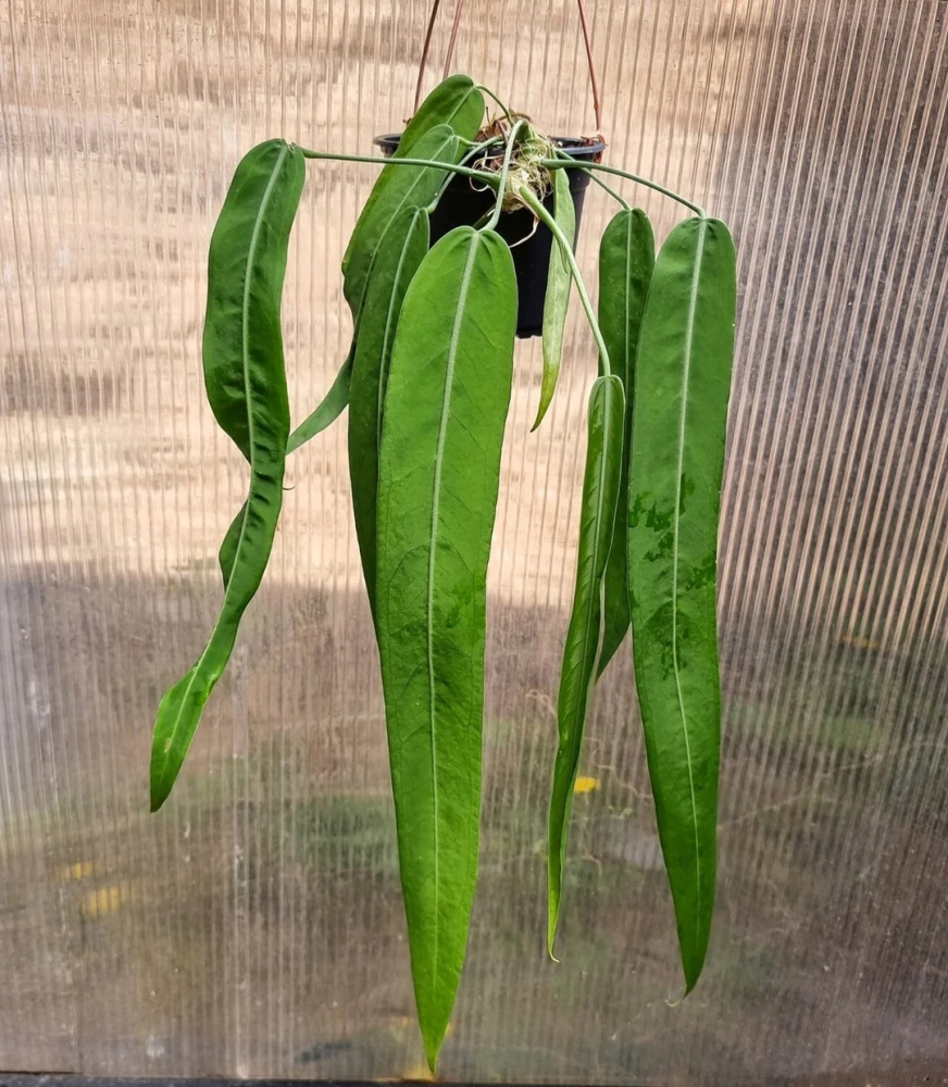 Anthurium pallidiflorum