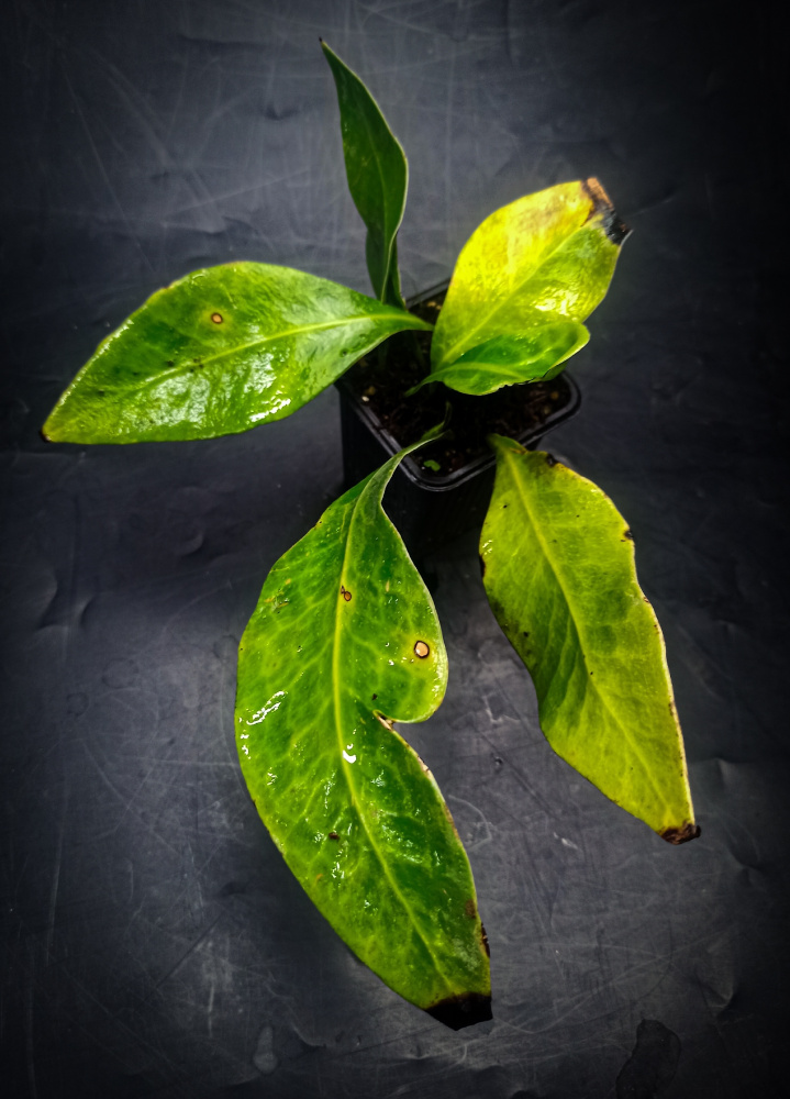 Microsorum whiteheadii