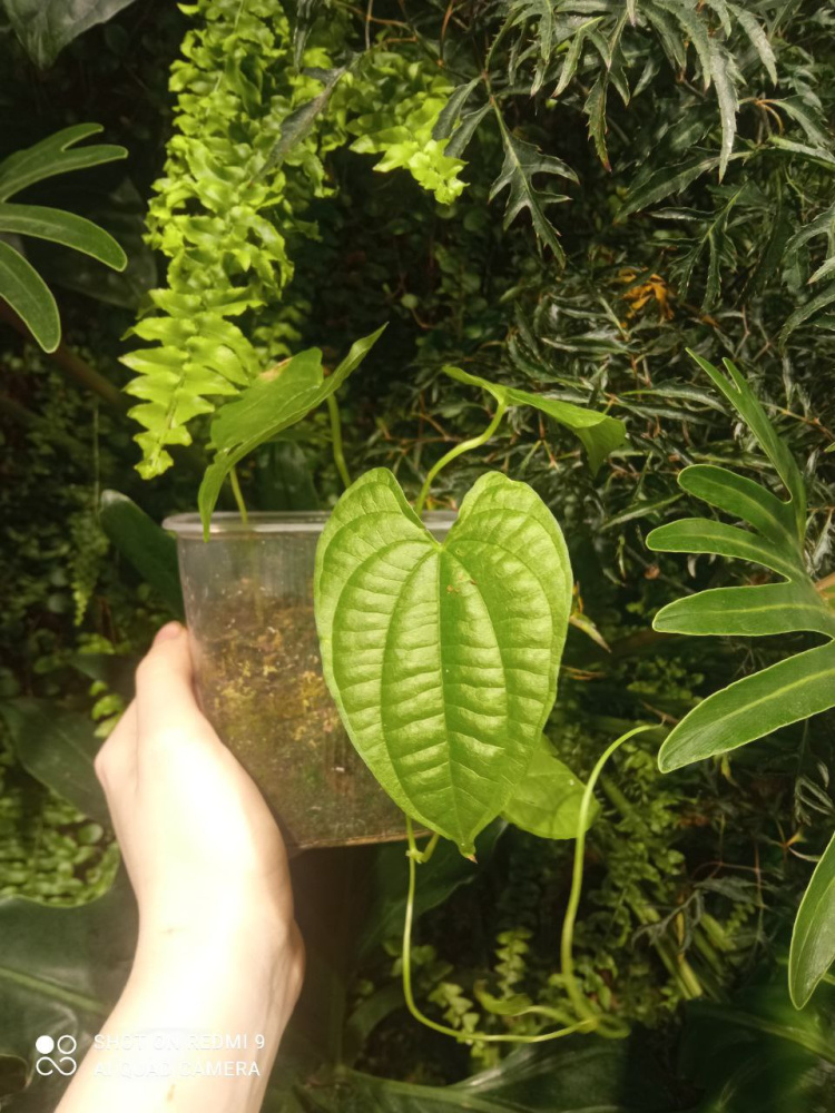 Dioscorea bulbifera