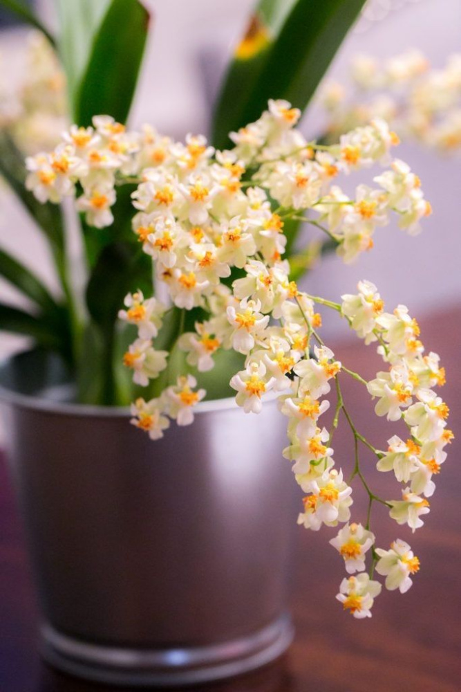 Oncidium twinkle white S
