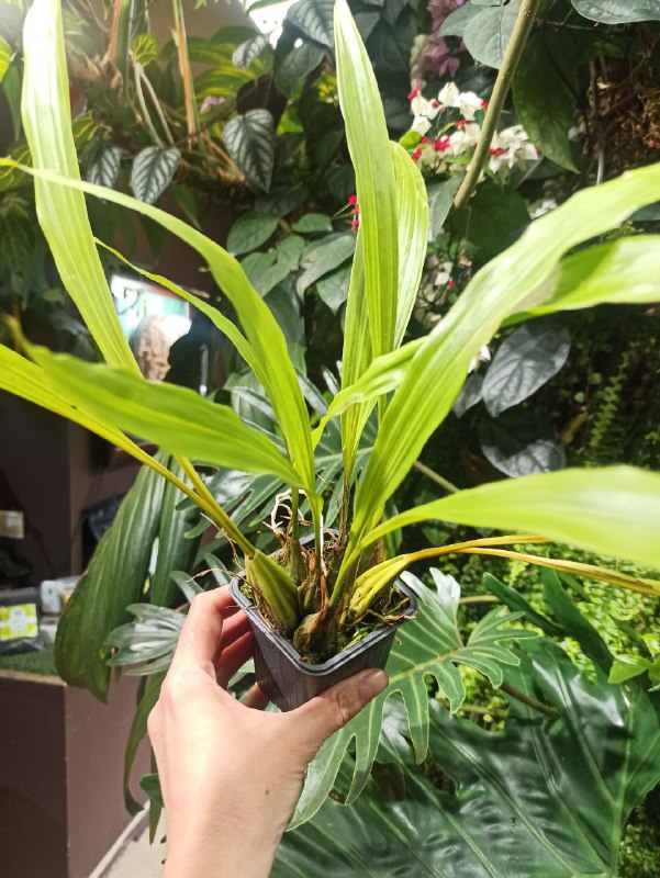 Coelogyne sp