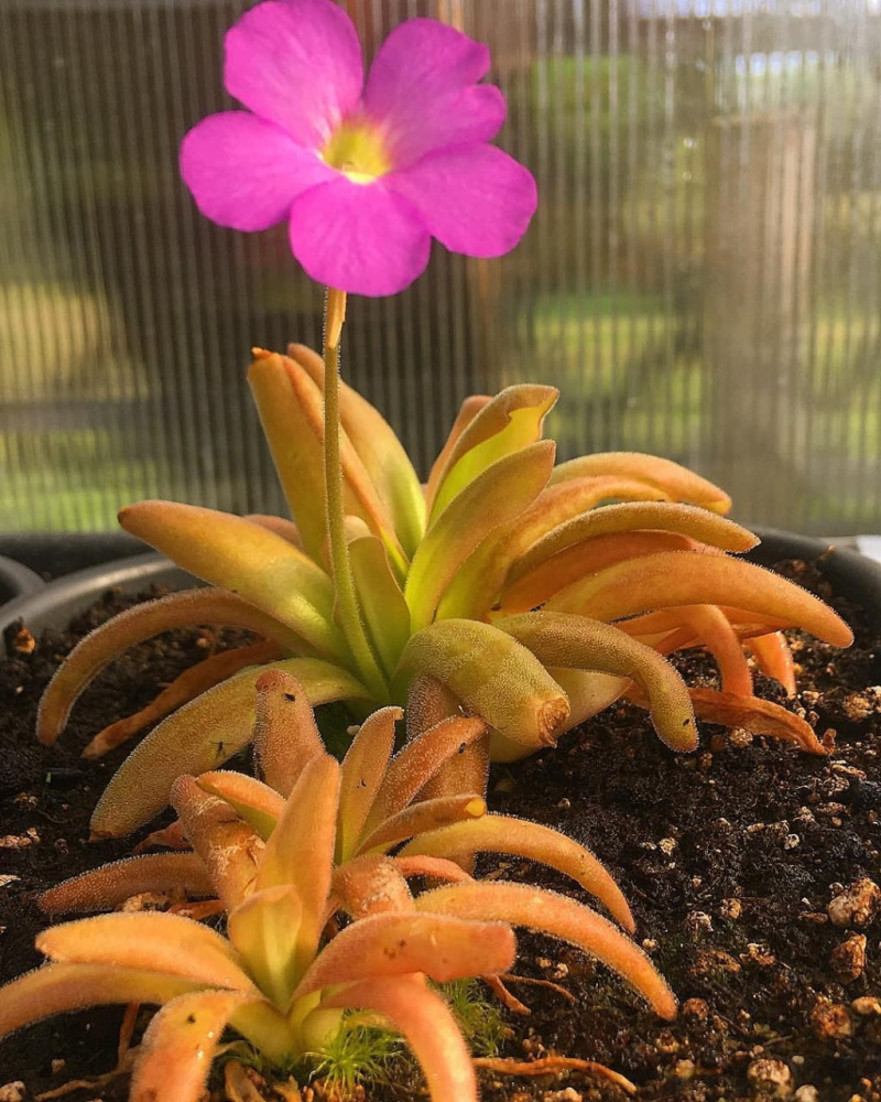Pinguicula ‘Aphrodite’