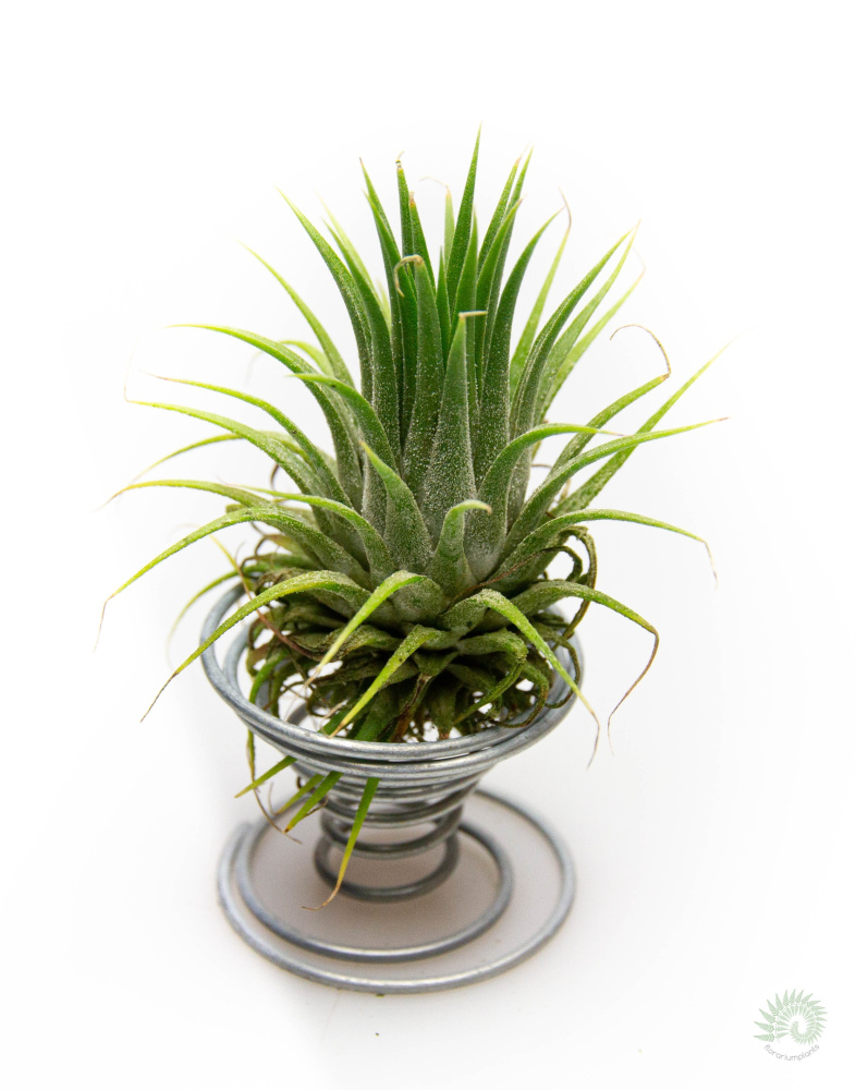 Tillandsia ionantha stricta M