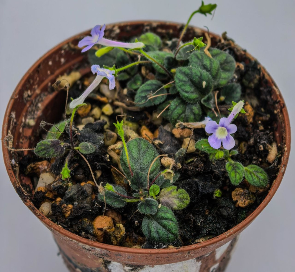 Sinningia 'pusilla Haola'