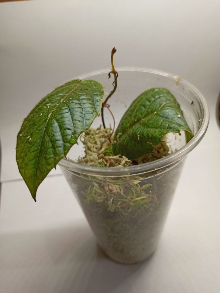 Pterisanthes sp green