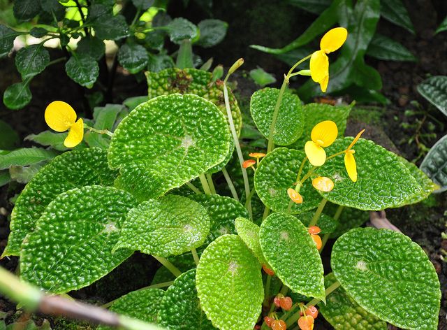 Begonia ficifolia 'microsperma'
