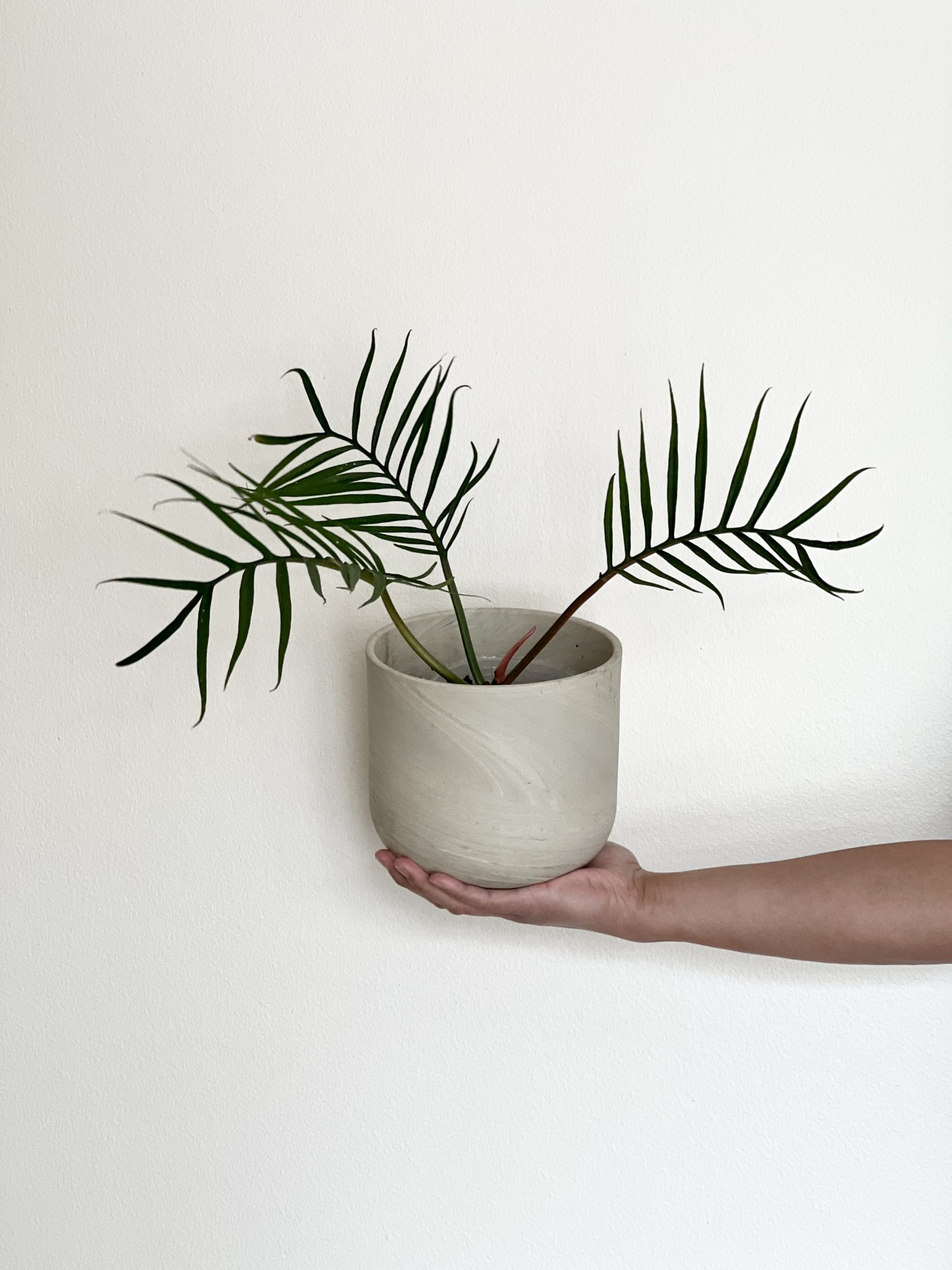 Philodendron tortum