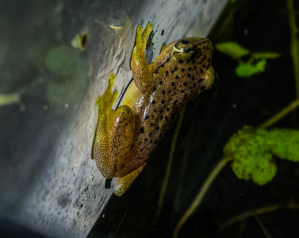 heterixalus alboguttatus (тростянка глазчатая)